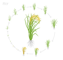 Circular life cycle of rice. Growth stages of rice plant. Rice increase phases. Vector illustration. Oryza sativa. Ripening period.