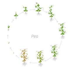 Circular life cycle of Pea Pisum sativum cultivation agriculture. Round growth stages vector illustration