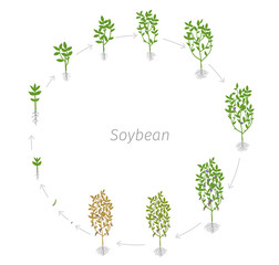 Circular life cycle of Soybean Glycine max. Round Growth stages vector illustration