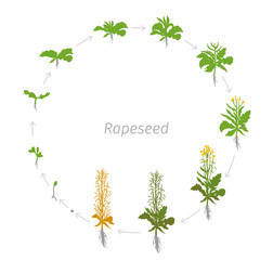 Circular life cycle of Rapeseed Brassica napus oilseed rape Round Growth stages vector illustration