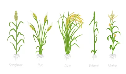 Fotobehang Grain cereal agricultural crops. Sorghum rye rice maize and wheat plant. Vector illustration. Secale cereale. Agriculture cultivated plant. Green leaves. © ilyakalinin