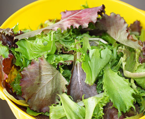 A Spring Mix of fresh organic greens in a yellow colander - Powered by Adobe