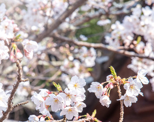 Beautiful yoshino cherry blossoms sakura (Prunus × yedoensis) tree bloom in spring in the castle park, copy space, close up, macro.