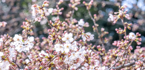 Beautiful yoshino cherry blossoms sakura (Prunus × yedoensis) tree bloom in spring in the castle park, copy space, close up, macro.
