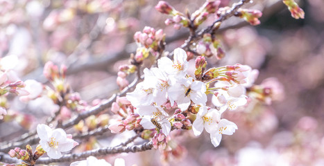 Beautiful yoshino cherry blossoms sakura (Prunus × yedoensis) tree bloom in spring in the castle park, copy space, close up, macro.