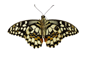 Butterfly PAPILIO DEMOLEUS isolated back