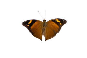Butterfly Dolechailia Bistaltide isolated