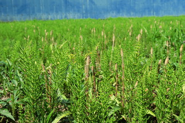 杉菜茂る野原とトタン壁