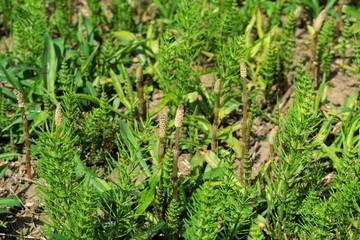 野原に生える土筆