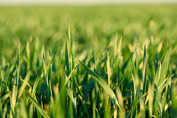 Young sprouts are on the field. Green grass closeup.