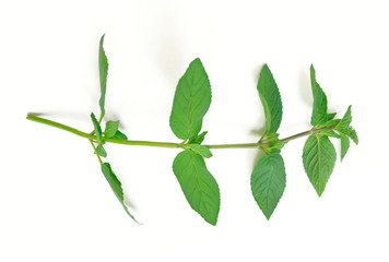 Fresh mint raw plant leaves isolated on white background