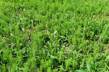 野原に生える土筆