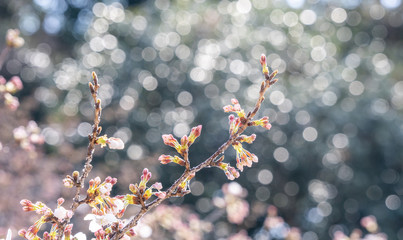 Beautiful yoshino cherry blossoms sakura (Prunus × yedoensis) tree bloom in spring in the castle park, copy space, close up, macro.