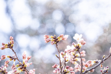 Beautiful yoshino cherry blossoms sakura (Prunus × yedoensis) tree bloom in spring in the castle park, copy space, close up, macro.