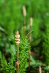 野原に生える土筆