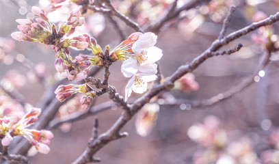 Beautiful yoshino cherry blossoms sakura (Prunus × yedoensis) tree bloom in spring in the castle park, copy space, close up, macro.