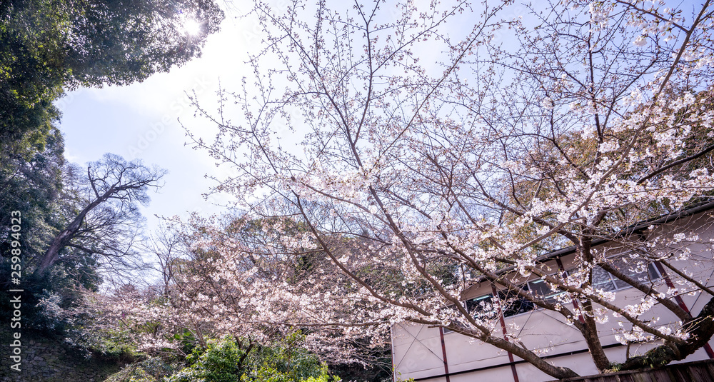 Sticker Beautiful yoshino cherry blossoms sakura (Prunus × yedoensis) tree bloom in spring in the castle park, copy space, close up, macro.