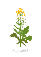 Rapeseed Brassica napus oilseed rape. Agriculture cultivated plant. Green leaves. Flat color Illustration clipart.