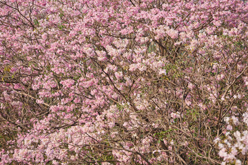 Beautiful pink tabebuia rosea