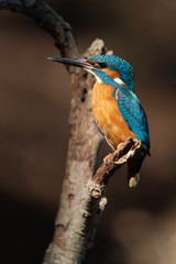 Fototapeta premium Common kingfisher