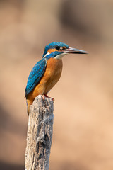 Common kingfisher