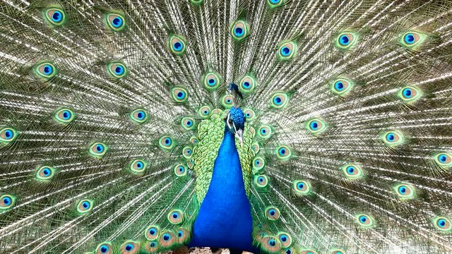 Sardinia Peacock Wheel Feathers Courting Portrait Close-up 4K Video
