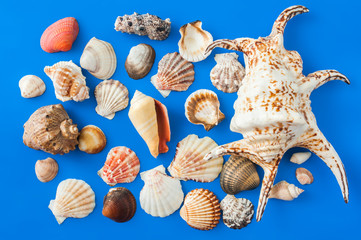 Collection of cockleshell on the blue background