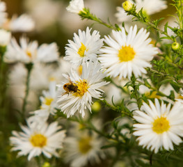 the bee sits on the Matricaria collects nectar