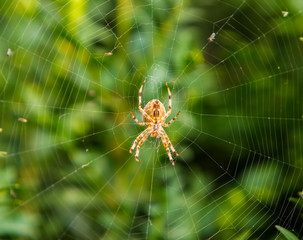 orange spider on a web against a green bush