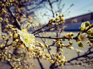 flower of cherry tree on street background 