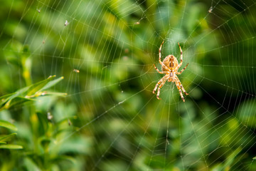 orange spider on a web against a green bush