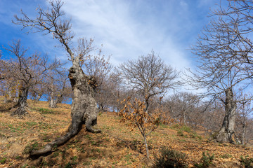 Hermosa estación del otoño entre los castaños del valle del Genal en Málaga	