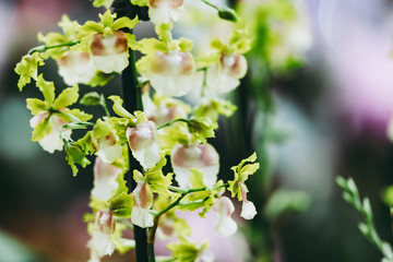 Fototapeta premium Orchidée