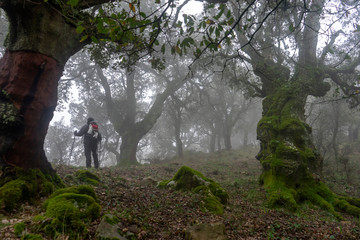 senderista caminando por un bosque entre árboles y niebla	