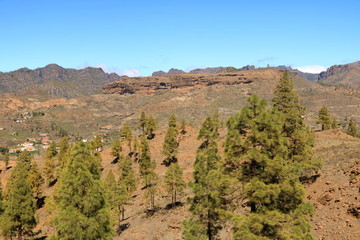 Canary Island pine forest in the interior of the Gran Canaria Island, Spain
