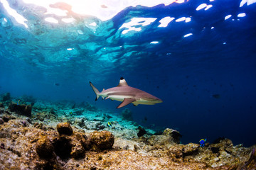Fototapeta na wymiar Blacktip reef shark (Carcharhinus melanopterus) swims along the reef edge in the tropical sea