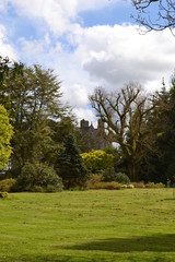 Beautiful park with a green meadow and old trees against a blue sky with clouds. Authentic Irish Landscape.