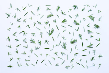 Fresh rosemary isolated on white.