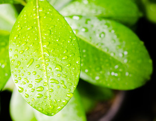 Wet Surface of Leaf