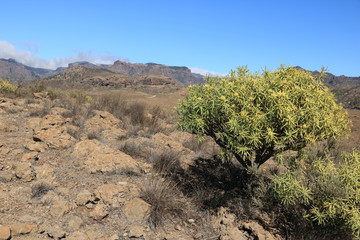 Flora of Gran Canaria, yellow flowers of Adenocarpus foliolosus