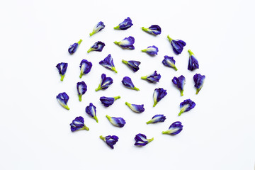 Butterfly pea flower on white