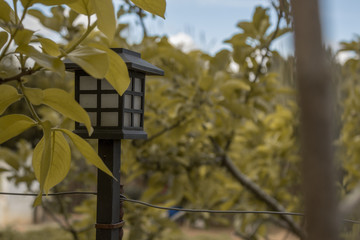 Faro de luz solar entre las ramas de un árbol en tiempo otoñal  