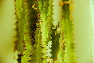 Cactus green with prickles on the leaves, background. Green leaf of a cactus with spikes on a bright sunny day, close-up. Lots of green cactus leaves with spikes, selective focus. 