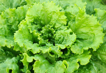 A bush of fresh green salad
