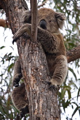 Cute sleepy Koala sitting on a tree and hugging it