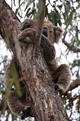 Cute sleepy Koala sitting on a tree and hugging it