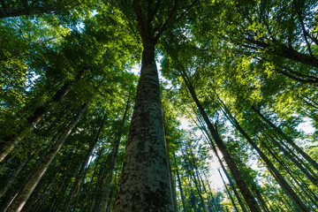 The plateau of Cansiglio