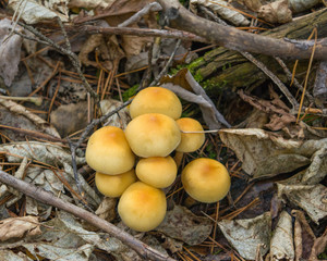 Dangerous mushrooms close-up growing on a fallen tree in the forest.
