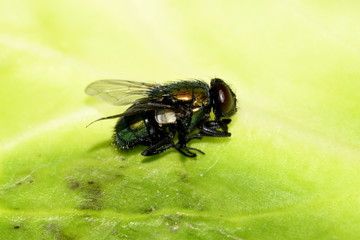 green fly on the sheet side view
