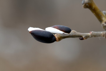 Semi-open bud of the willow